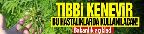 Tıbbi kenevir bu hastalıklarda kullanılacak! Bakanlık açıkladı
