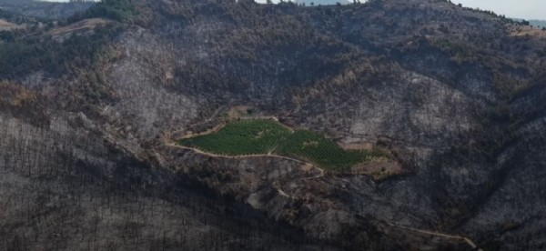 Otomotiv Devi ALJ Türkiye, OGEM ile İş  Birliği Yaparak 1.4 Milyonluk  Ağaçlandırma Seferberliği Başlattı