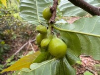 Kestane balında sezon bitti! Çiçek verimi düştü