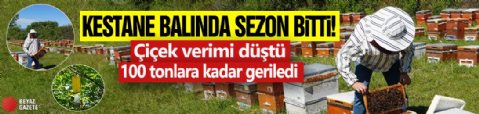 Kestane balında sezon bitti! Çiçek verimi düştü