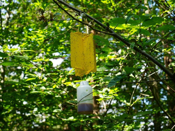 Kestane balında sezon bitti! Çiçek verimi düştü