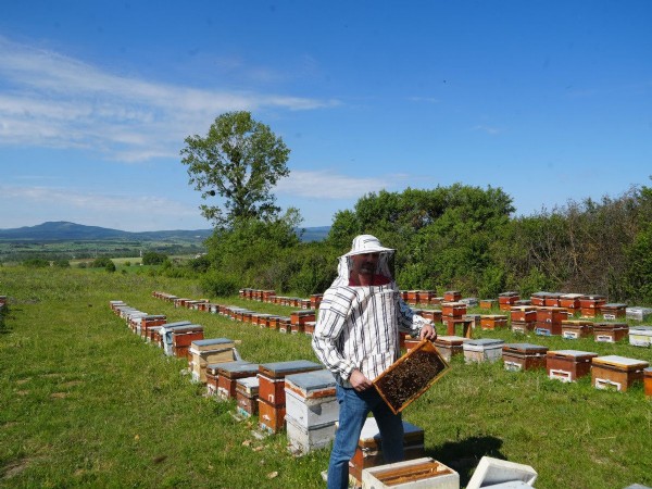 Kestane balında sezon bitti! Çiçek verimi düştü