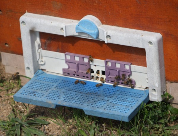 Kestane balında sezon bitti! Çiçek verimi düştü