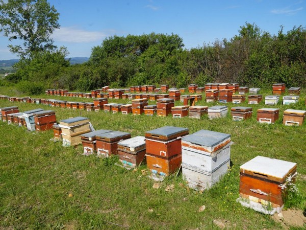 Kestane balında sezon bitti! Çiçek verimi düştü
