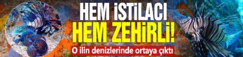 Hem istilacı hem zehirli! O ilin denizlerinde ortaya çıktı