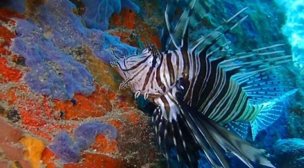 Hem istilacı hem zehirli! O ilin denizlerinde ortaya çıktı