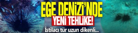 Ege Denizi'nde yeni tehlike: İstilacı tür uzun dikenli...
