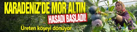 Karadeniz’de mor altın hasadı başladı! Üreten köşeyi dönüyor