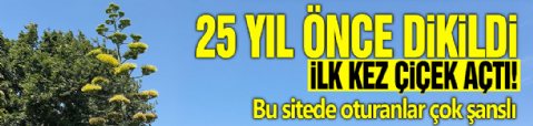 25 yıl önce dikildi, ilk kez çiçek açtı! Bu sitede oturanlar çok şanslı