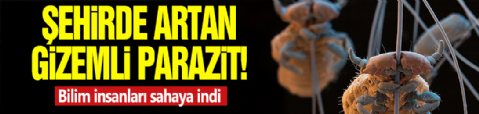 Şehirde artan gizemli parazit! Bilim insanları sahaya indi