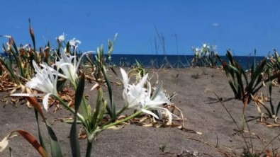 Tek bir dalı bile servet değerinde! Bedeli 380 bin TL