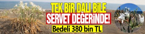 Tek bir dalı bile servet değerinde! Bedeli 380 bin TL