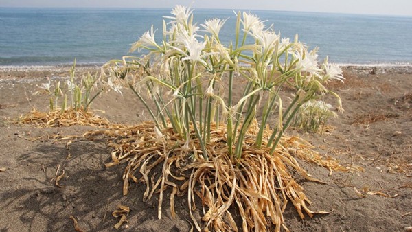 Tek bir dalı bile servet değerinde! Bedeli 380 bin TL