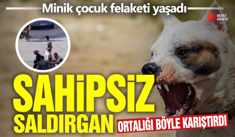 Beylikdüzü'nde sokak köpeği çocuğu ısırdı: Ortalık karıştı! Elinde bıçakla...