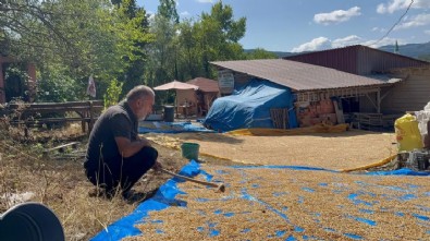 Kastamonu'da 12 Bin Yıllık Gelenek! Bulgur Üretiyorlar...
