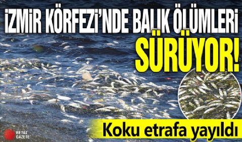 İzmir Körfezi'nde balık ölümleri sürüyor! Koku etrafa yayıldı