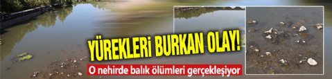 Yürekleri burkan olay! O nehirde balık ölümleri gerçekleşiyor