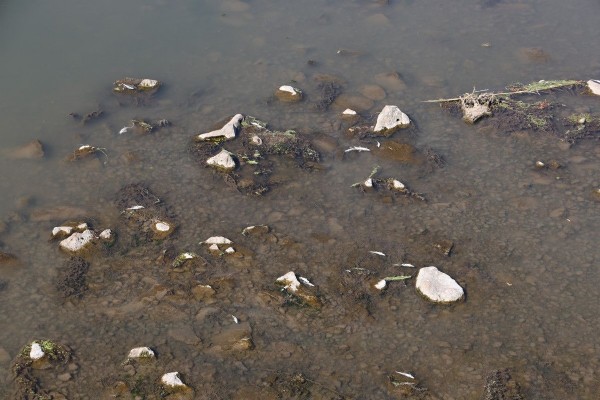 Yürekleri burkan olay! O nehirde balık ölümleri gerçekleşiyor