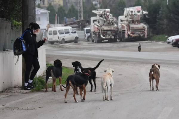 Başıboş köpek dehşeti bitmiyor! Son durak Adıyaman