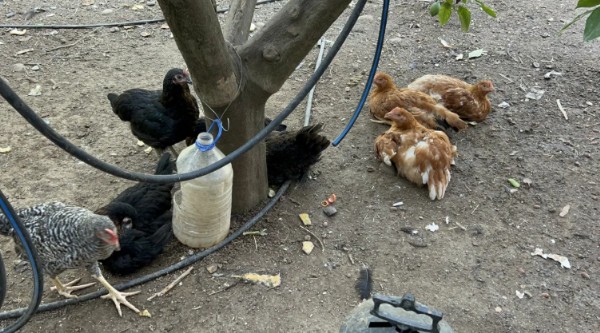 HATAY'DA TAVUKLAR TELEF OLDU!