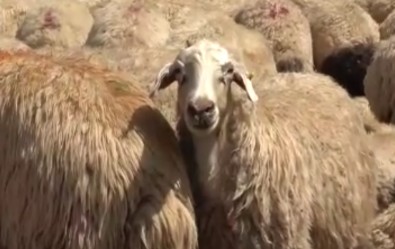 'Çoban Bulamıyoruz!' Çoban Krizi Büyüyor...