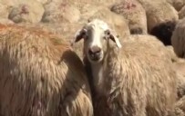 ÇOBAN - 'Çoban Bulamıyoruz!' Çoban Krizi Büyüyor...