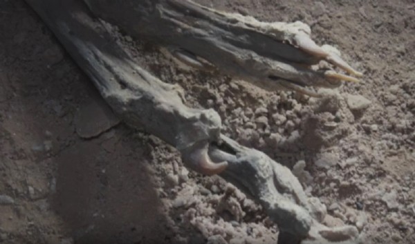 Emsalsiz keşif... Mağarada bulundular