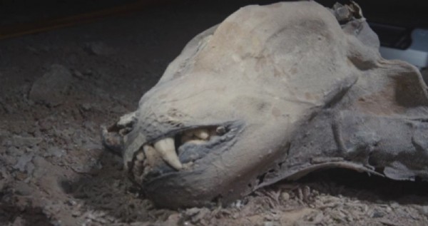 Emsalsiz keşif... Mağarada bulundular