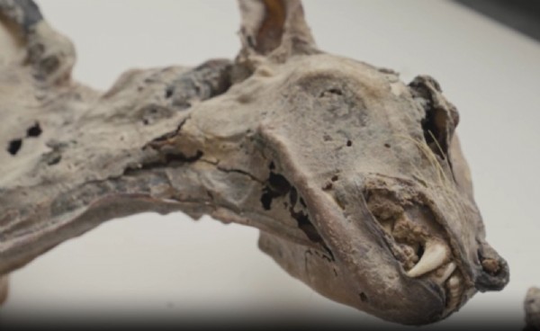 Emsalsiz keşif... Mağarada bulundular