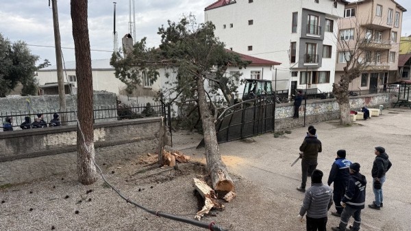 İznik’te Lodos Dehşeti! Dev Ağaç Okul Bahçesine Devrildi