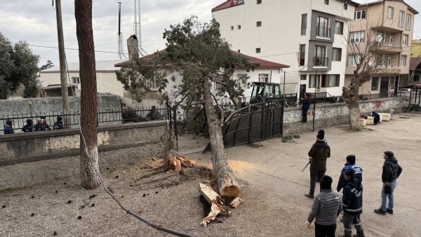 İznik’te Lodos Dehşeti! Dev Ağaç Okul Bahçesine Devrildi