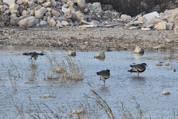 Milleyha Kuş Cenneti Yeniden Doldu!