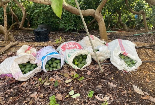 Avokado Hırsızları Yakalandı! 500 Bin Lira...