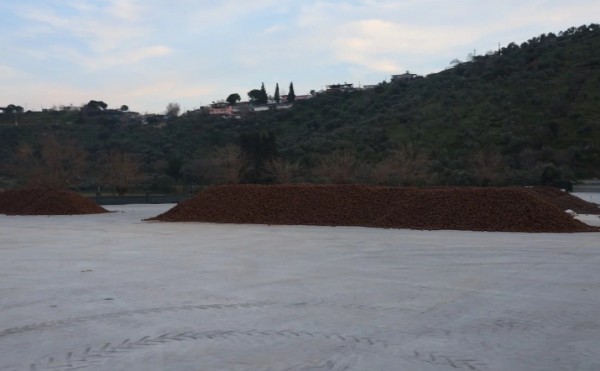 Aydın'da Kozalak Üretimi İçin Mesai!