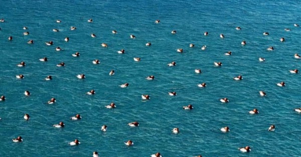 Salda Gölü'nde Ördek Şöleni!