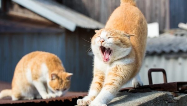 Kediler Neden Esner? O Tehlike...