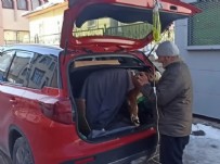 Buzağıya Bagajda Tedavi! Haberi