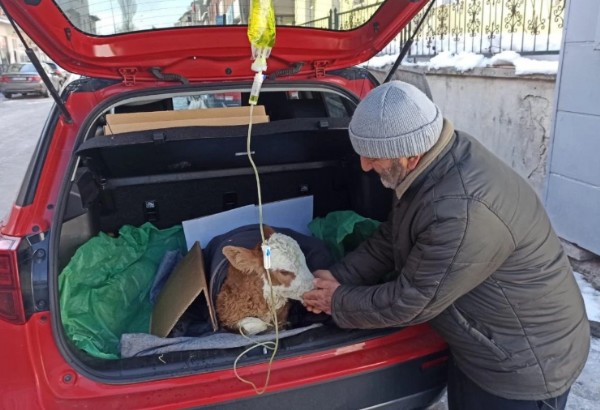 Buzağıya Bagajda Tedavi!