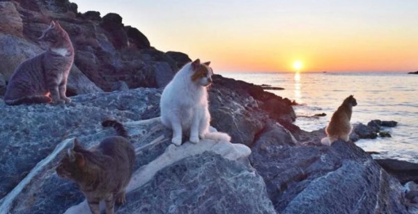 Kedileri Sevene Ücretsiz Tatil!