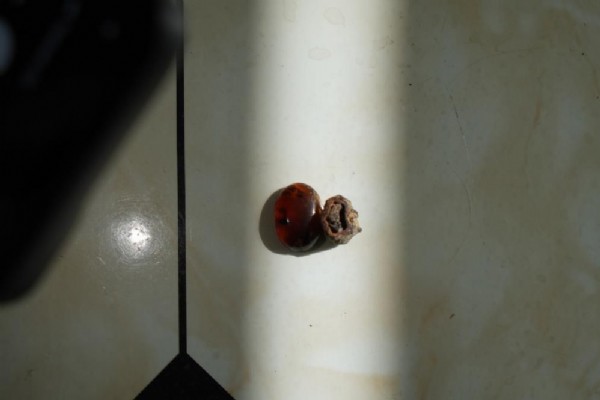 Bayburtlu usta taş işlerken buldu! Milyonlarca yıllık