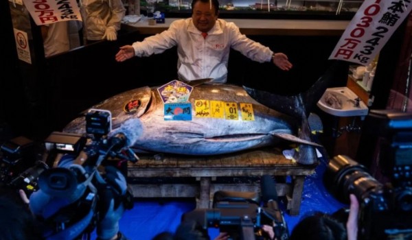 Dünyanın En Pahalı Balığı! 3.2 Milyon...