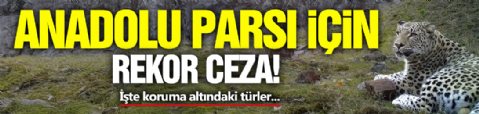 Anadolu Parsı İçin Rekor Ceza!