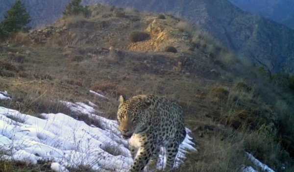 Anadolu Parsı İçin Rekor Ceza!