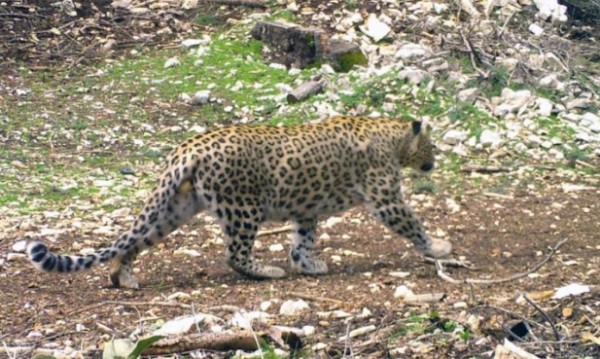 Anadolu Parsı İçin Rekor Ceza!