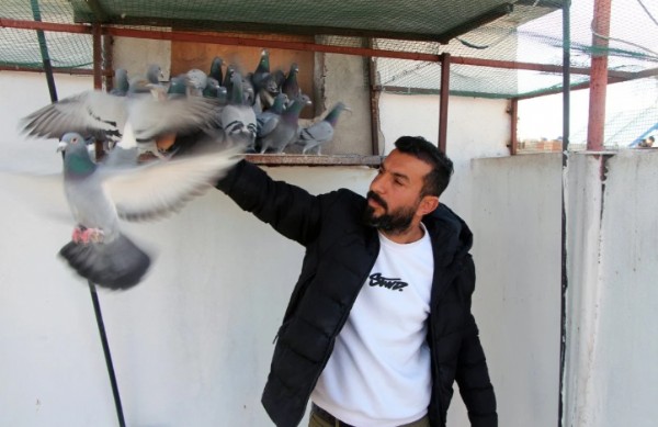 Kayıp Güvercini Getirene Ödül!