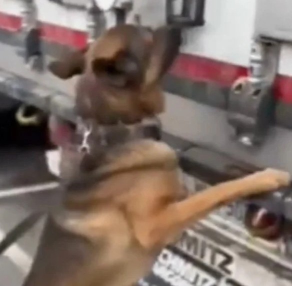 Edirne Kapıkule Sınır Kapısı’nda Altın Ve Uyuşturucu Yakalandı!