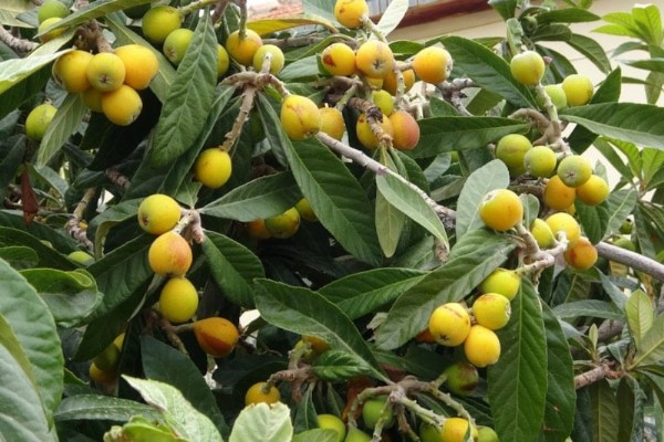 'Sarı Altın' Hasadı Başladı! Kilosu Bin 500 Lira...