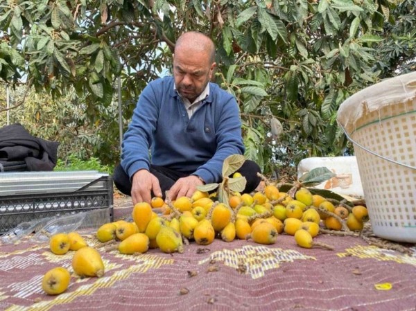 'Sarı Altın' Hasadı Başladı! Kilosu Bin 500 Lira...