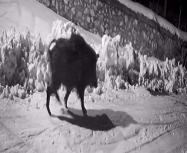 Artvin’de Aç Kalan Yaban Hayvanları Köye İndi!