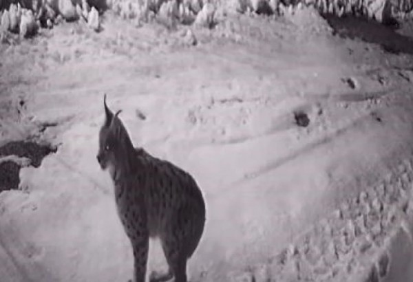 Artvin’de Aç Kalan Yaban Hayvanları Köye İndi!